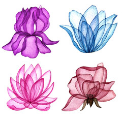 Watercolor flowers, iris, rose, lotus, snowdrop with transparent petals. Hand draw illustrations. - 485998442