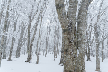 Fototapeta na wymiar 霧氷に覆われた原生林　面の木原生林