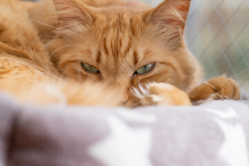 可愛い猫　茶トラ猫