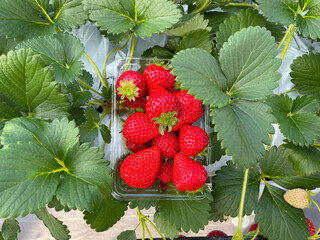 新鮮な苺のパック詰め