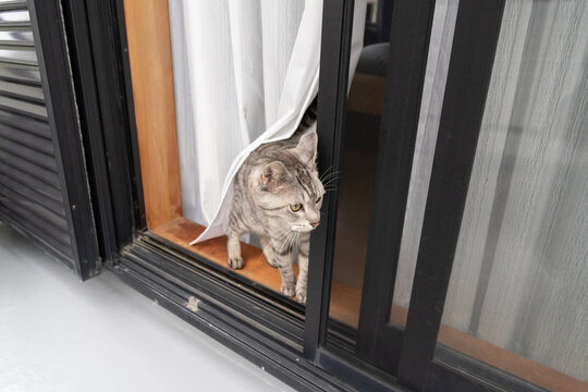 窓の外が気になる猫　サバトラ猫