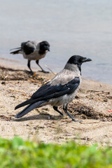 Hooded Crow - Jackdaw standing on the shore of a lake