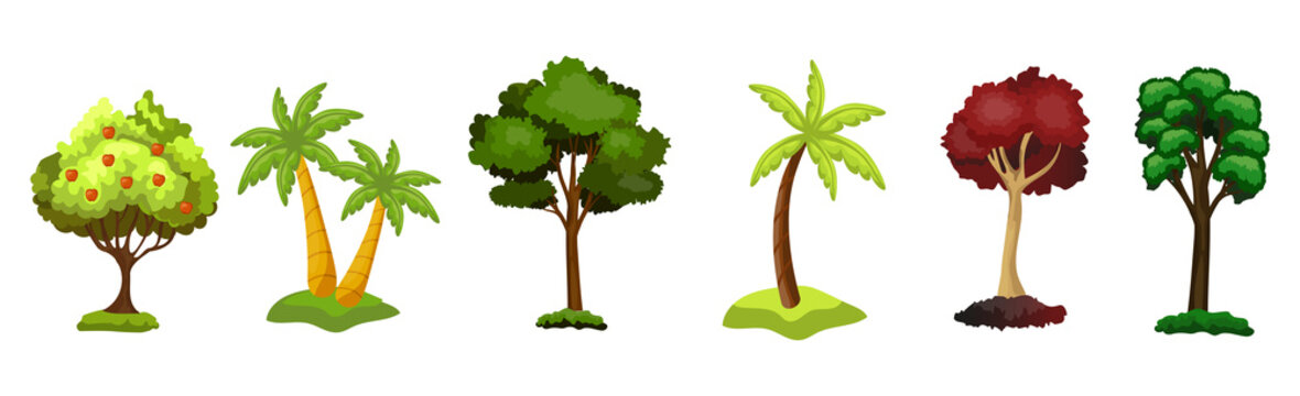 Set of 6 different trees on a white background - Vector