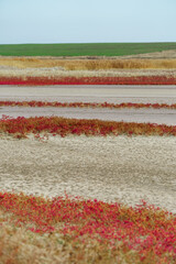 wild flowers late autumn landscape, dry grass and plants