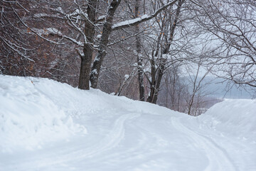 Snowy road through the forest with trees, oaks.