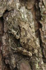 Gray Tree Frog Hyla chrysoscelis on pine tree in Eastern Texas