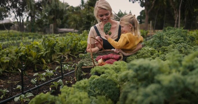 Smiling mother picking fresh kale with her daughter. Happy organic farmer carrying her daughter while harvesting fresh vegetables on her farm. Self-sufficient family working on their farm.