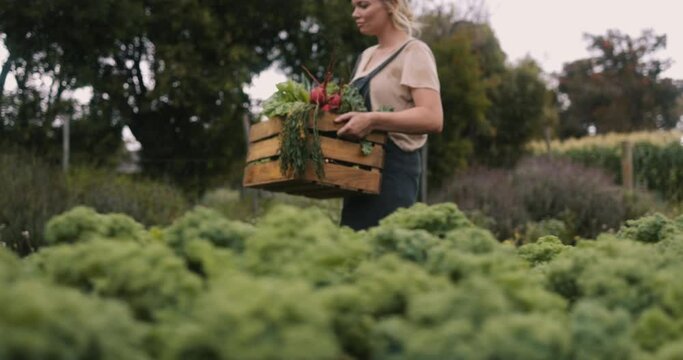 Young organic farmer carrying a box full of freshly picked vegetables on her farm. Self-sufficient female farmer leaving her garden after a successful vegetable harvest.