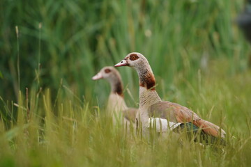 Couple egyptian goose standing in the grass.  (Alopochen aegyptiaca)