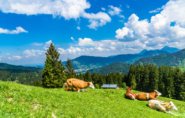 View on brown cows in the alps of Bavaria - Germany