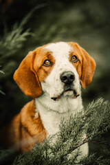 Dog photography - Beagle Portrait