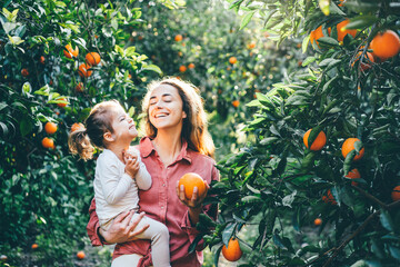 Baby picks a fresh orange from a green tree in sunny day. Harvesting. Natural vitamins.