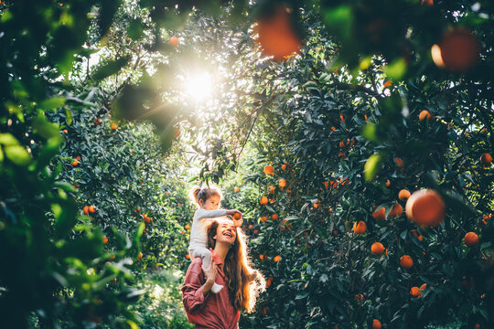 Baby picks a fresh orange from a green tree in sunny day. Harvesting. Natural vitamins.