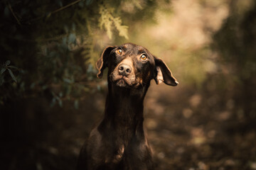 Dog Photography - Brown Doberman Portrait