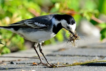 Eine Bachstelze (Motacilla alba) mit Nahrung für die Jungen im Schnabel.