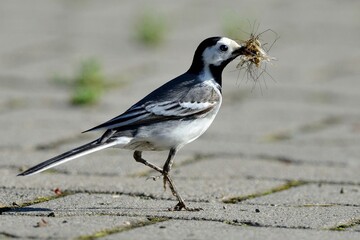 Eine Bachstelze (Motacilla alba) mit Nahrung für die Jungen im Schnabel.