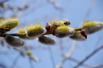 Bee and pussy-willow. Bees collect the first pollen from flowering vines in early spring. The honey bee collects the pollen from the willow.