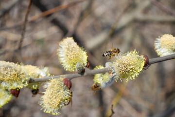 Bee and pussy-willow. Bees collect the first pollen from flowering vines in early spring. The honey bee collects the pollen from the willow.