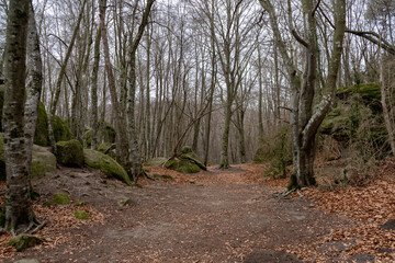 Fototapeta premium bosque