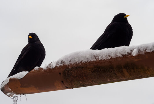 Couple de chocards &agrave; bec jaune ou pyrrhocorax graculus 