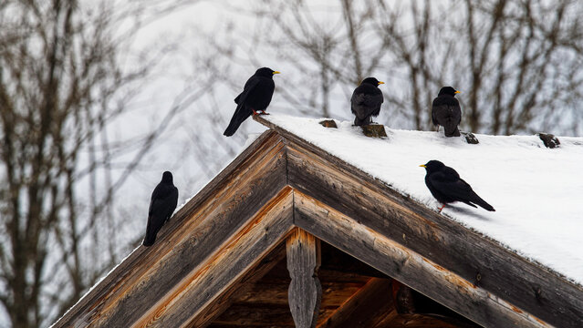 Pyrrhocorax graculus | Chocards &agrave; bec jaune, plumage noir &agrave; reflets m&eacute;talliques et pattes rouges pos&eacute;s sur un toit enneig&eacute;