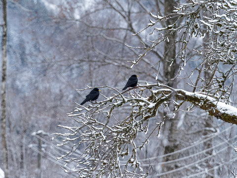 Couple de chocards &agrave; bec jaune ou pyrrhocorax graculus pos&eacute;s sur les branches enneig&eacute;es
