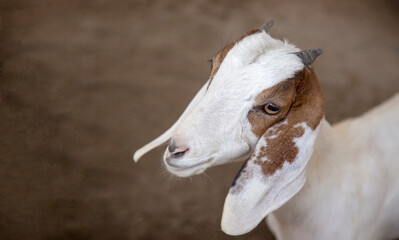 head shot domestic goat friendly with human