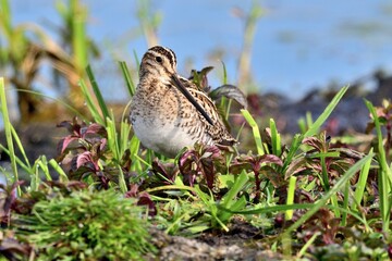 Eine Bekassine (Gallinago gallinago) im typischen Habitat.