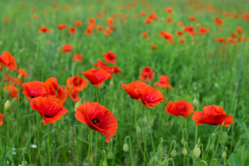 red poppies bloom on a green field
