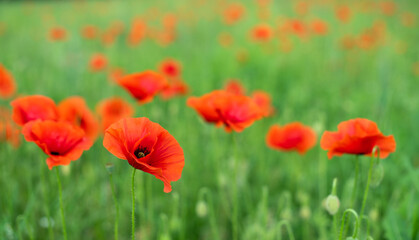 Obraz premium red poppies bloom on a green field