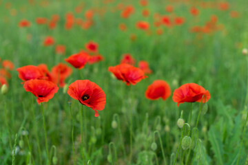 red poppies bloom on a green field