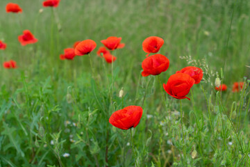 red poppies bloom on a green field