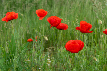 Fototapeta na wymiar red poppies bloom on a green field