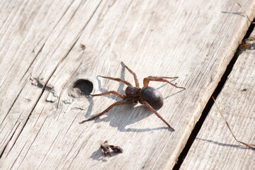 The hunter spider is a Raft spider, a species of araneomorphic spiders from the Pisauridae family, widespread in Eurasia.