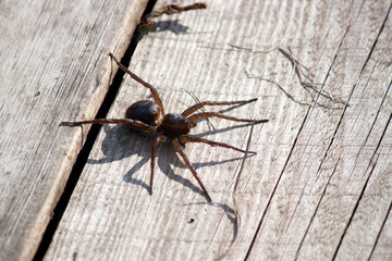 The raft spider, scientific name Dolomedes fimbriatus, is a large semi-aquatic spider of the family Pisauridae found throughout north-western and central Europe.