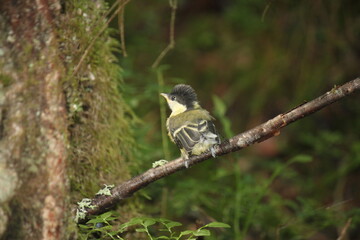 Fledgling of the Great Tit bird in the forest.