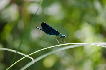 Dragonfly with blue wings (The beautiful demoiselle)