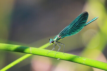 The beautiful demoiselle (Calopteryx virgo) is a European damselfly belonging to the family Calopterygidae. Male.