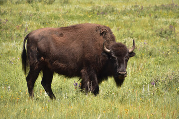 Bison Bull on the Prowl for a Mate
