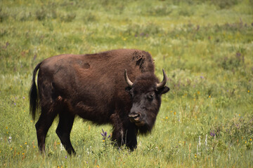 Fantastic Capture of an American Buffalo Looking Back