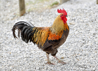 AUT, Huhn, Hühner, Hahn, Geflügel, Haustier, Federvieh, Bauernhof