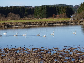 白鳥のいる農村風景