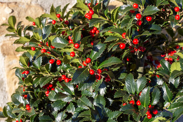 holly, ilex aquifolium Alaska, with red berries. sunny day. selective approach