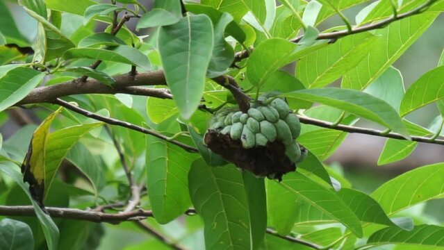 Annona squamosa (also called Srikaya) with a natural background. In traditional Indian, Thai, and American medicine, the leaves are used in a decoction to treat dysentery and urinary tract infection