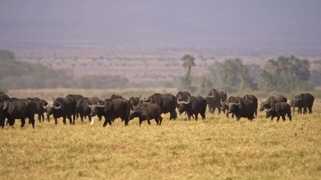 African Buffalo - Syncerus caffer or Cape buffalo is a large Sub-Saharan African bovine. Herd in the savannah in Masai Mara Kenya, group of big black horny mammal on the grass, moving slowly for food.