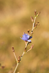 Violet flower on a brown blurred background