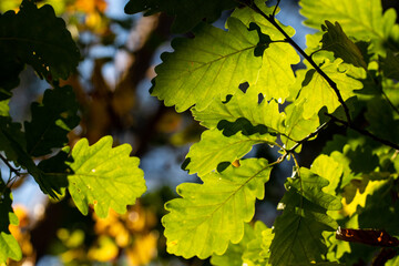 Green leaves in nature in a backlight