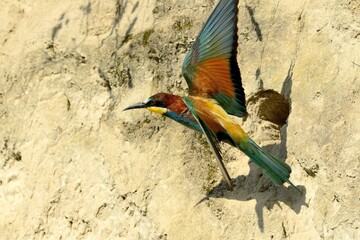 Ein Bienenfresser (Merops apiaster) vor der Lehmwand seiner Bruthöhle.