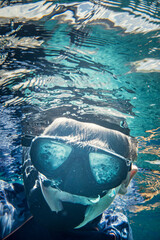 Boy with swimming mask snorkeling in sea