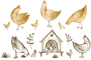 Hens and chickens. Set of watercolor and pencil illustrations. 